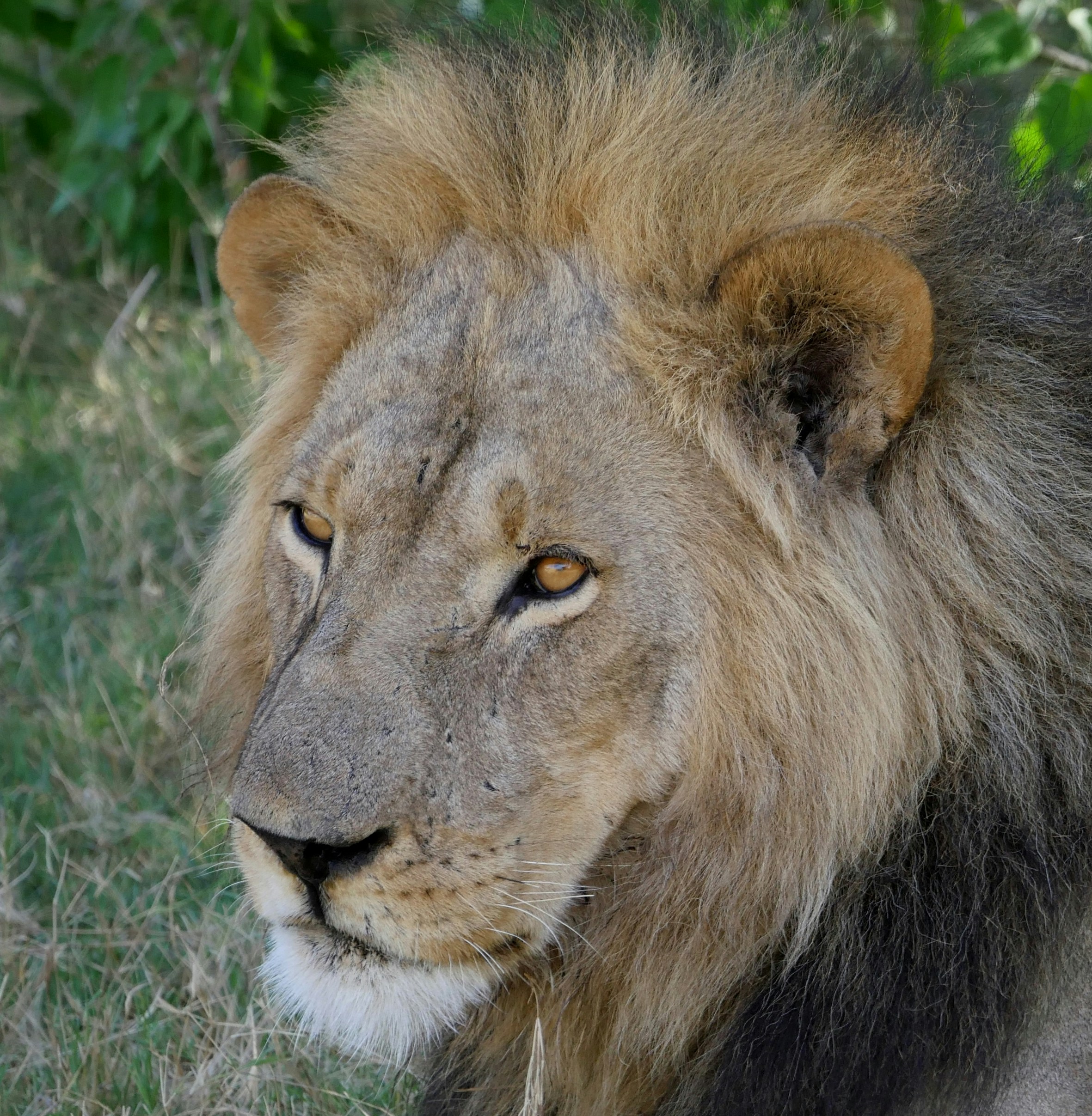 Laikipia safari — Conservancies, wild dogs and northern Kenya wilderness — Esiankiki Tours