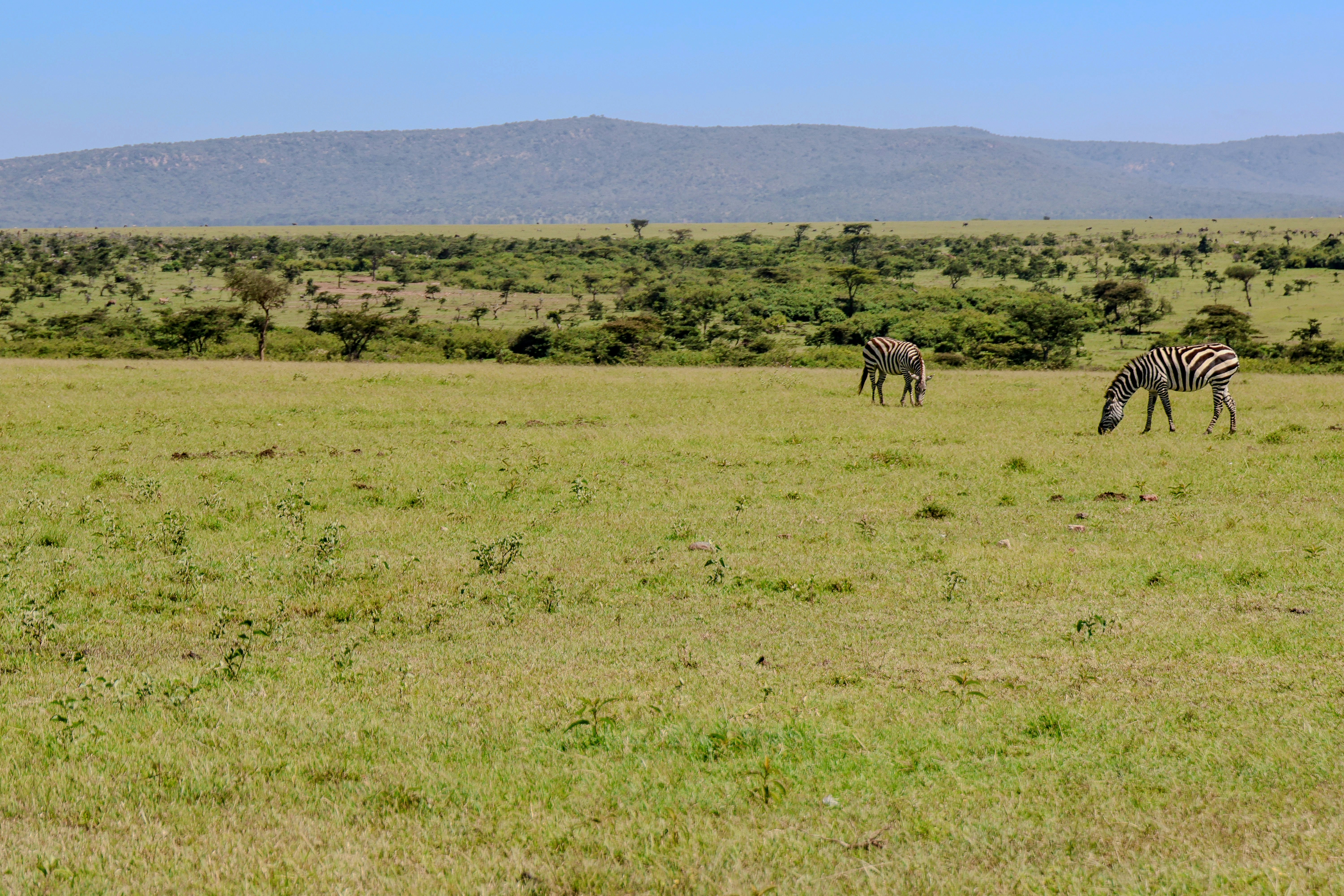 Botswana safari — Okavango Delta, Chobe and pristine wilderness — Esiankiki Tours