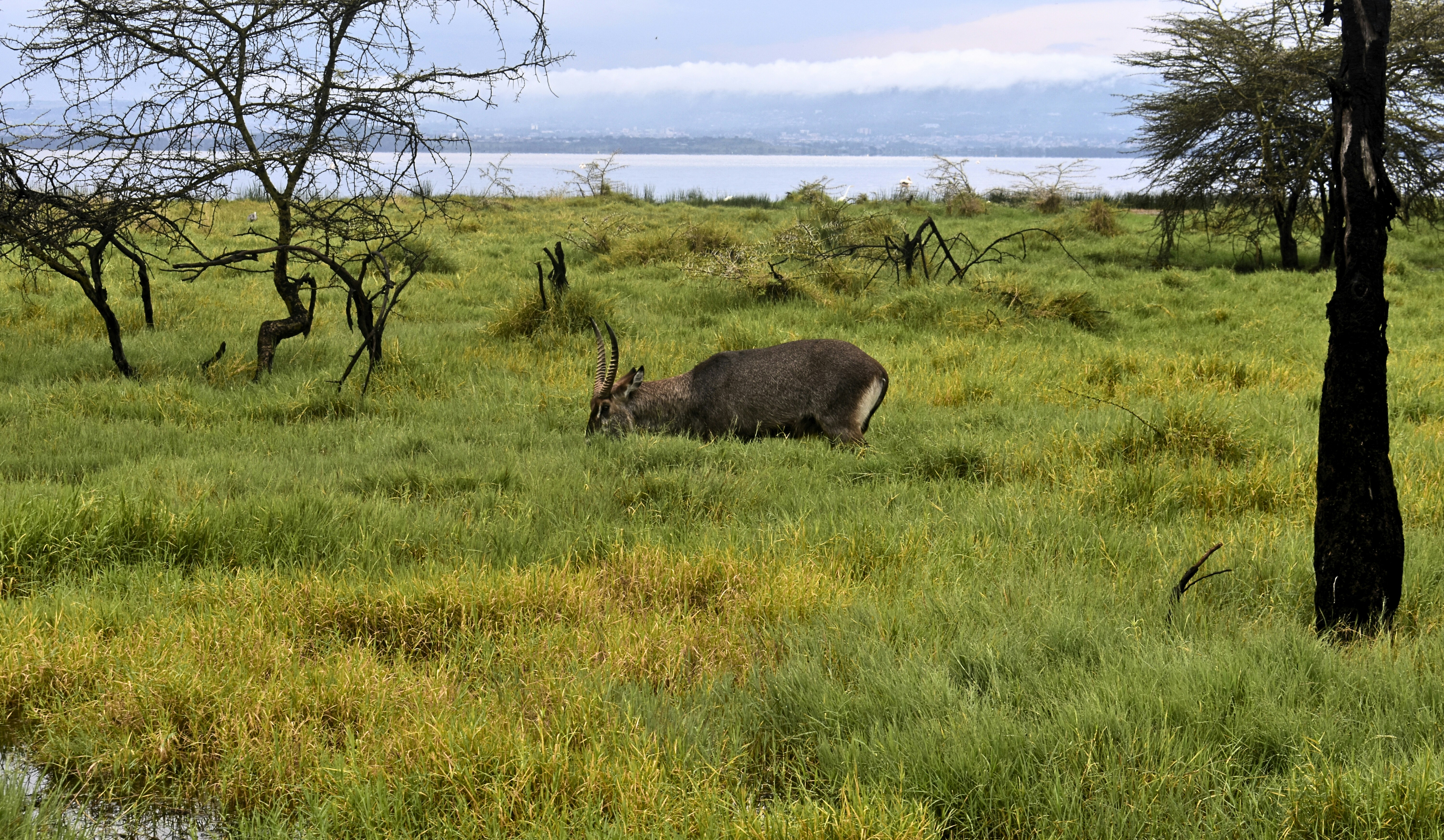Tanzania safari — Serengeti, Ngorongoro Crater and Kilimanjaro — Esiankiki Tours