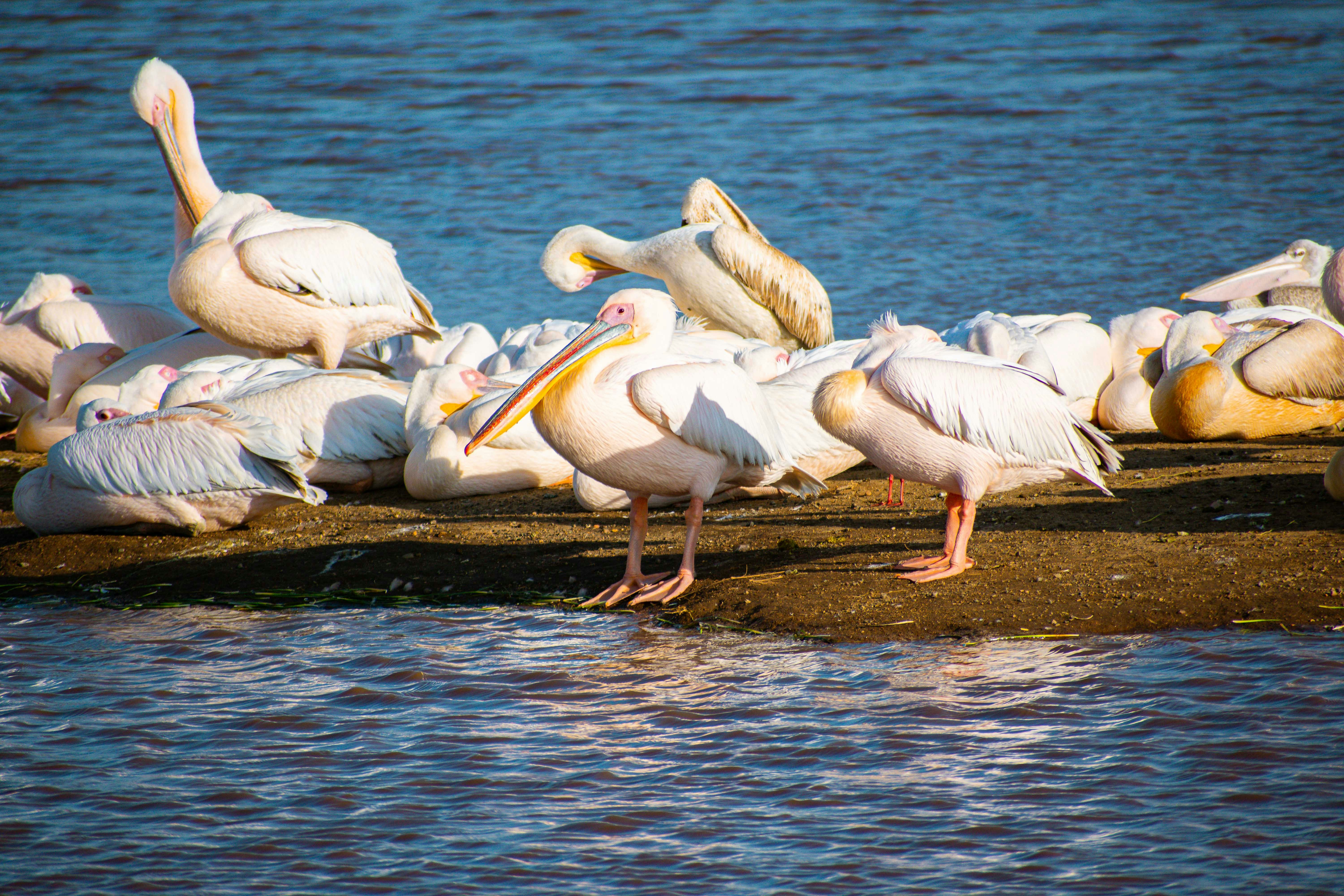 Lake Nakuru safari — Flamingos, rhino and the Great Rift Valley — Esiankiki Tours
