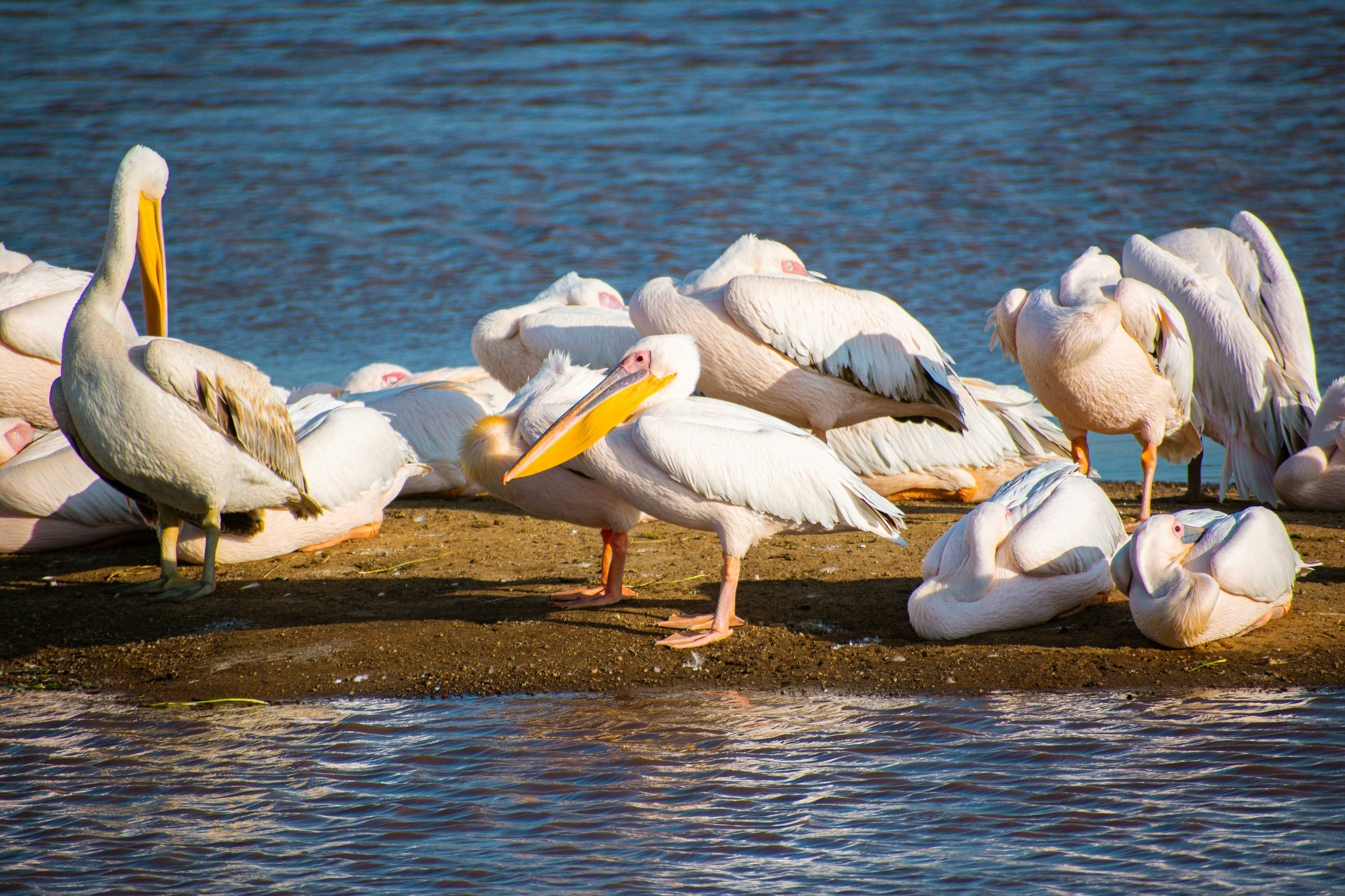 Naivasha safari — Hippos, flamingos and Hell's Gate on the Rift Valley floor — Esiankiki Tours