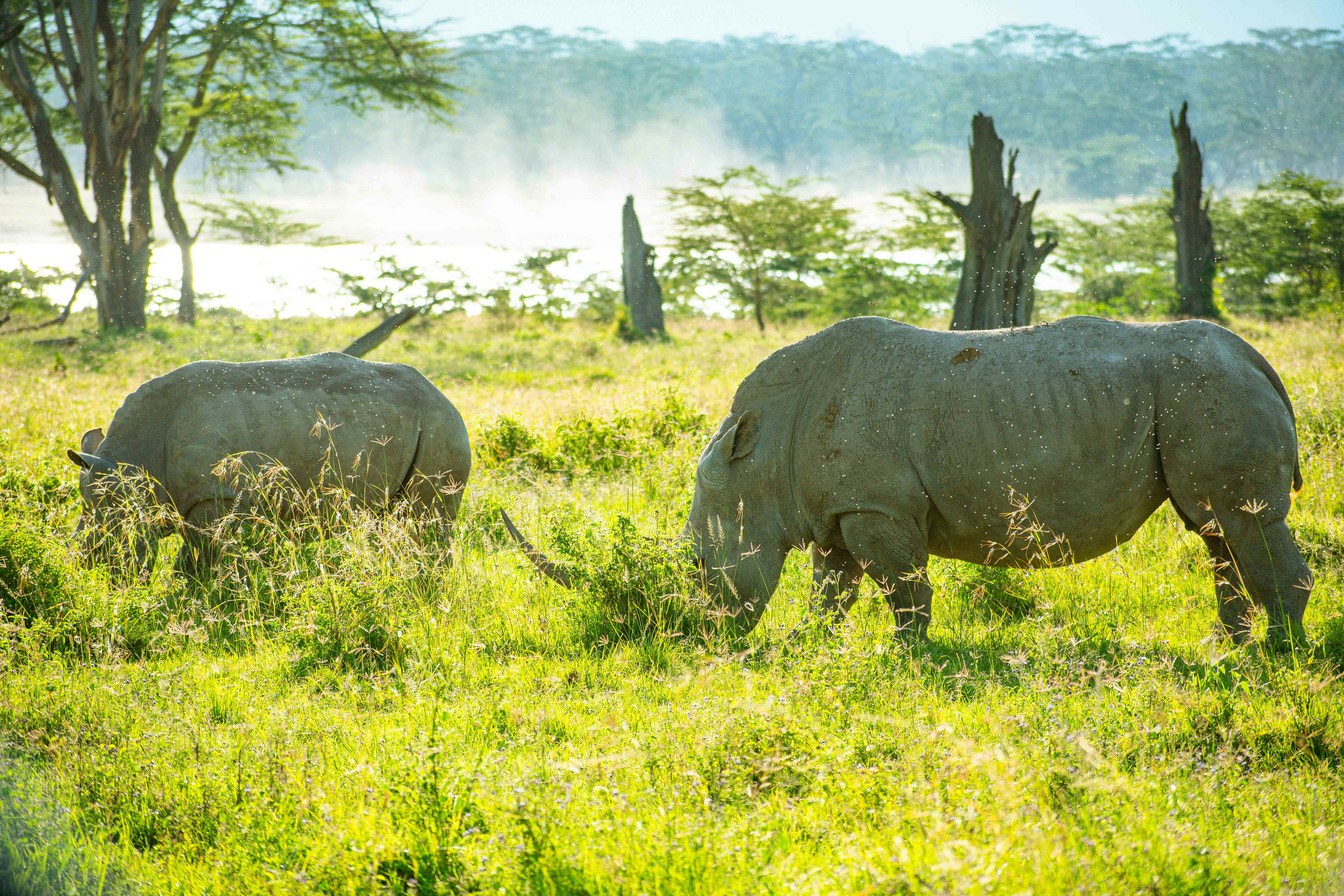 Laikipia Wilderness — Kenya — Esiankiki Tours