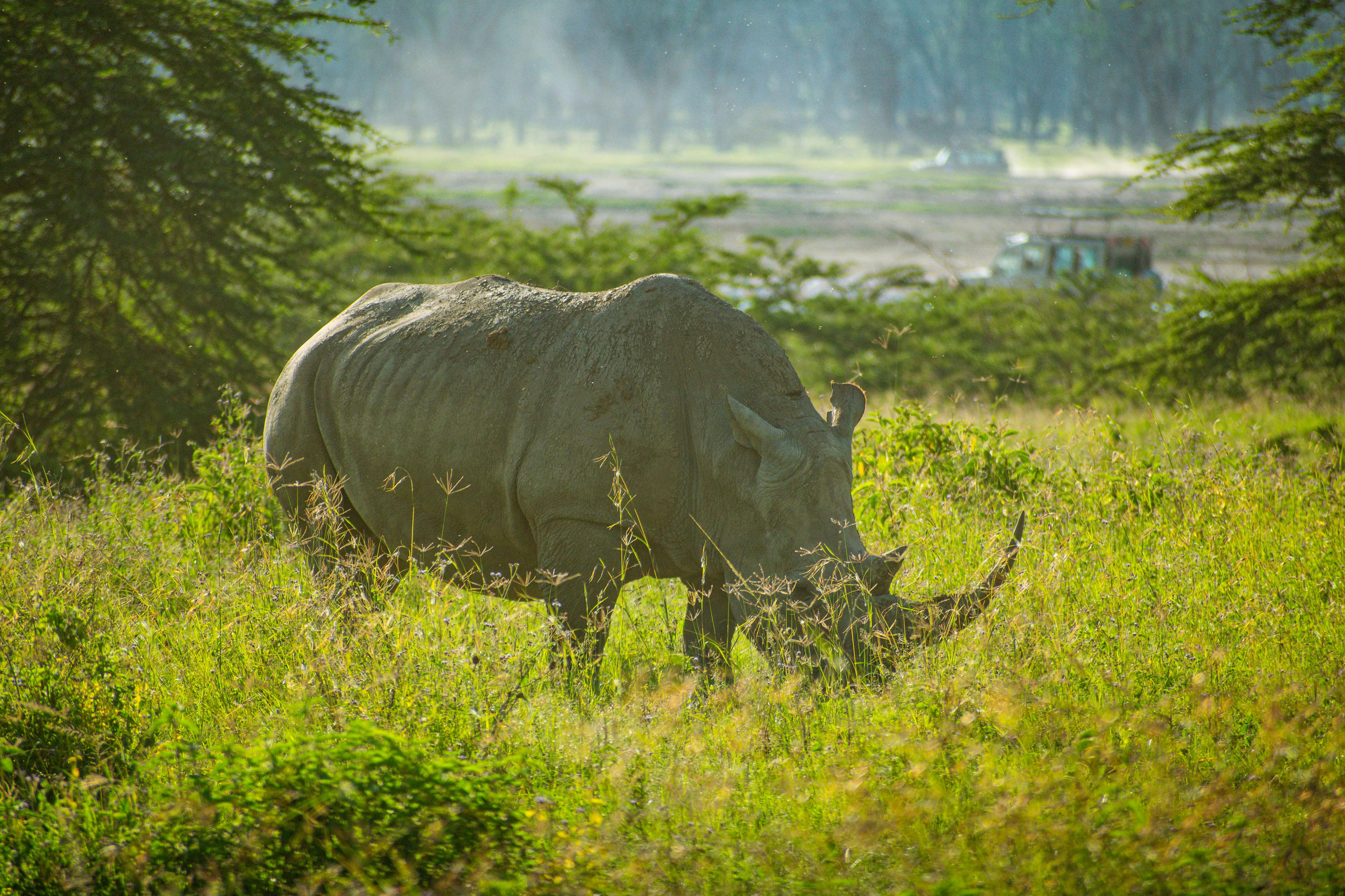 Lake Nakuru safari — Flamingos, rhino and the Great Rift Valley — Esiankiki Tours