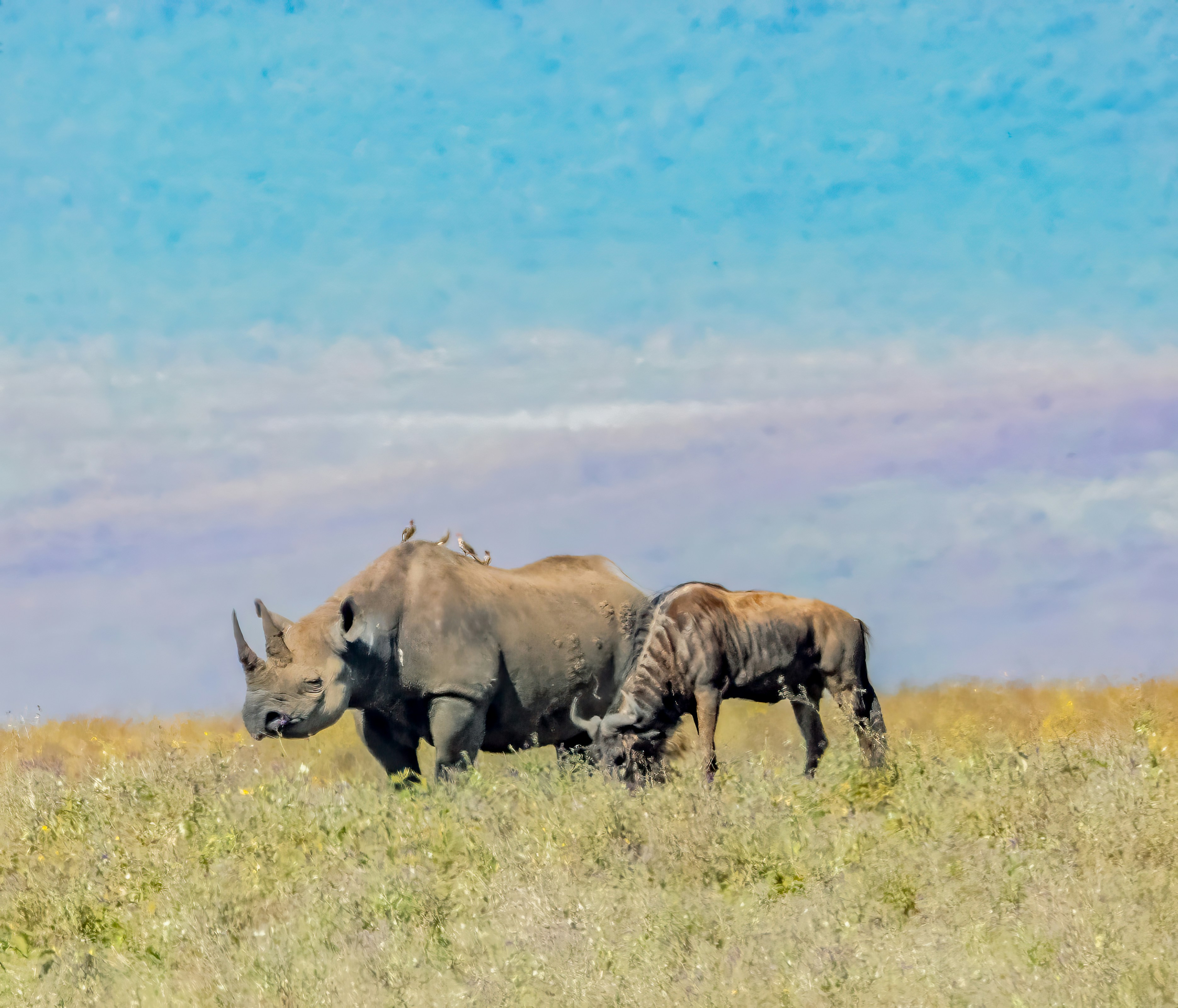 Laikipia safari — Conservancies, wild dogs and northern Kenya wilderness — Esiankiki Tours