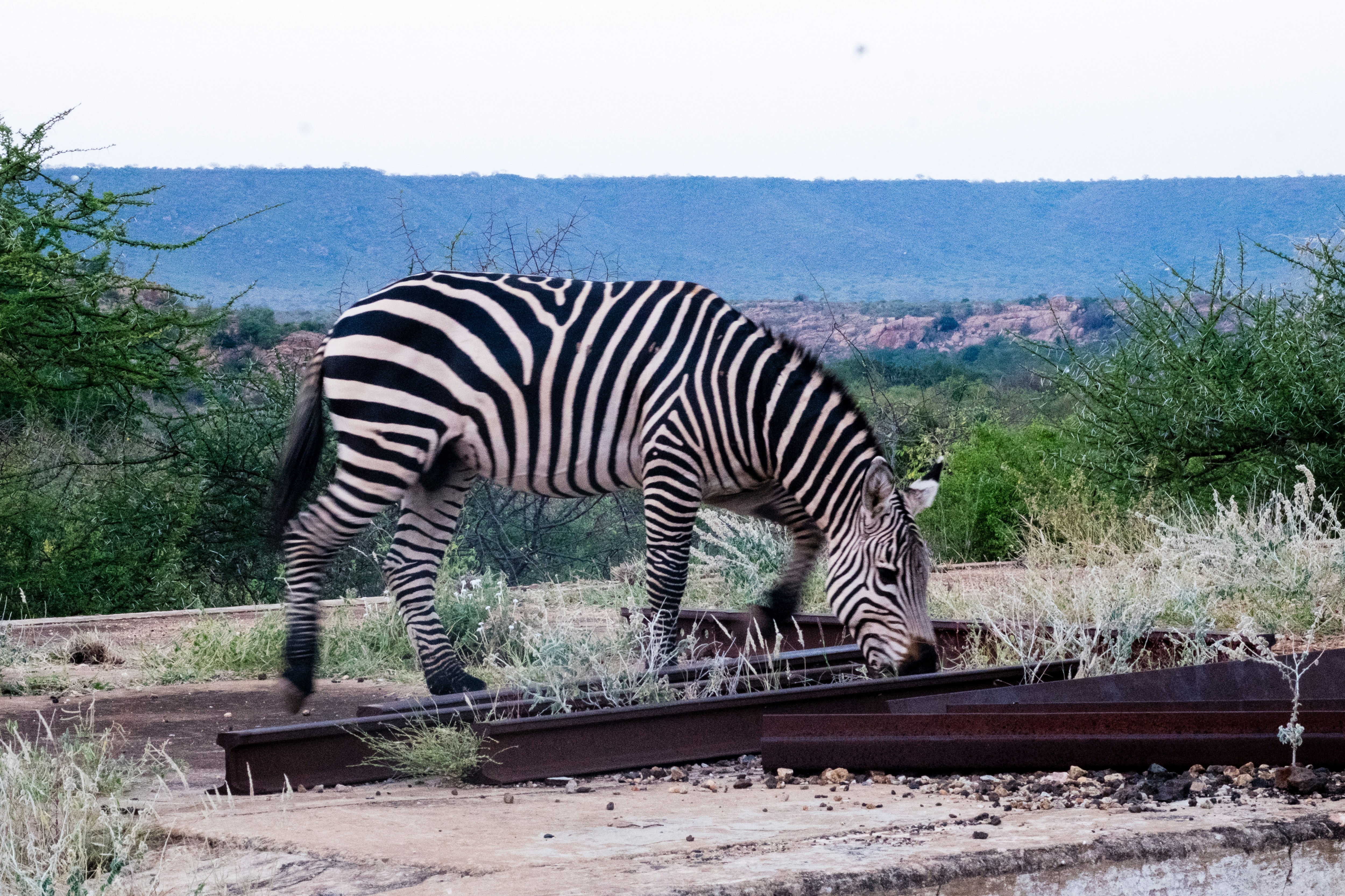 Samburu & Maasai Mara — Kenya — Esiankiki Tours