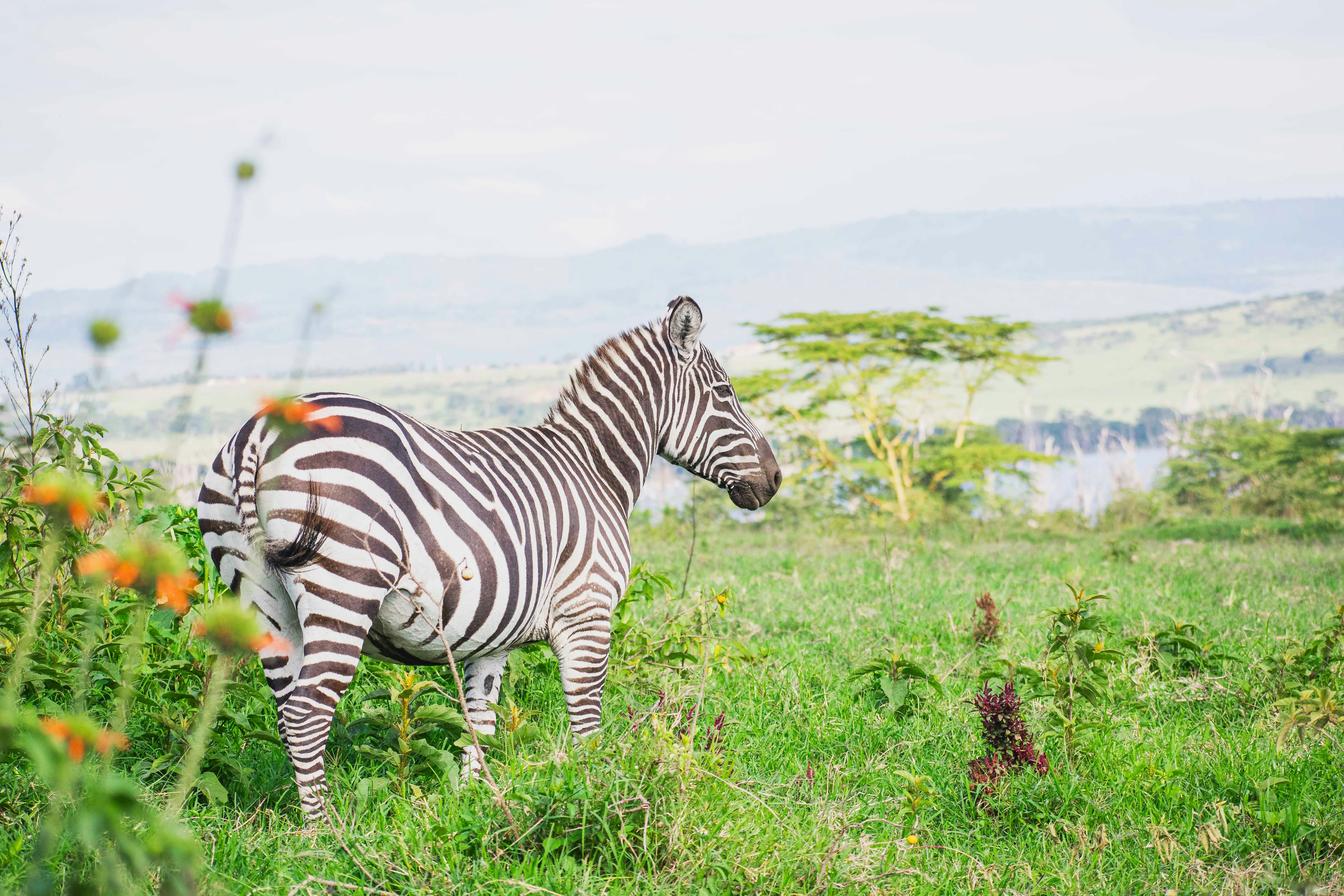 Samburu safari — The Special Five in Kenya's wild north — Esiankiki Tours