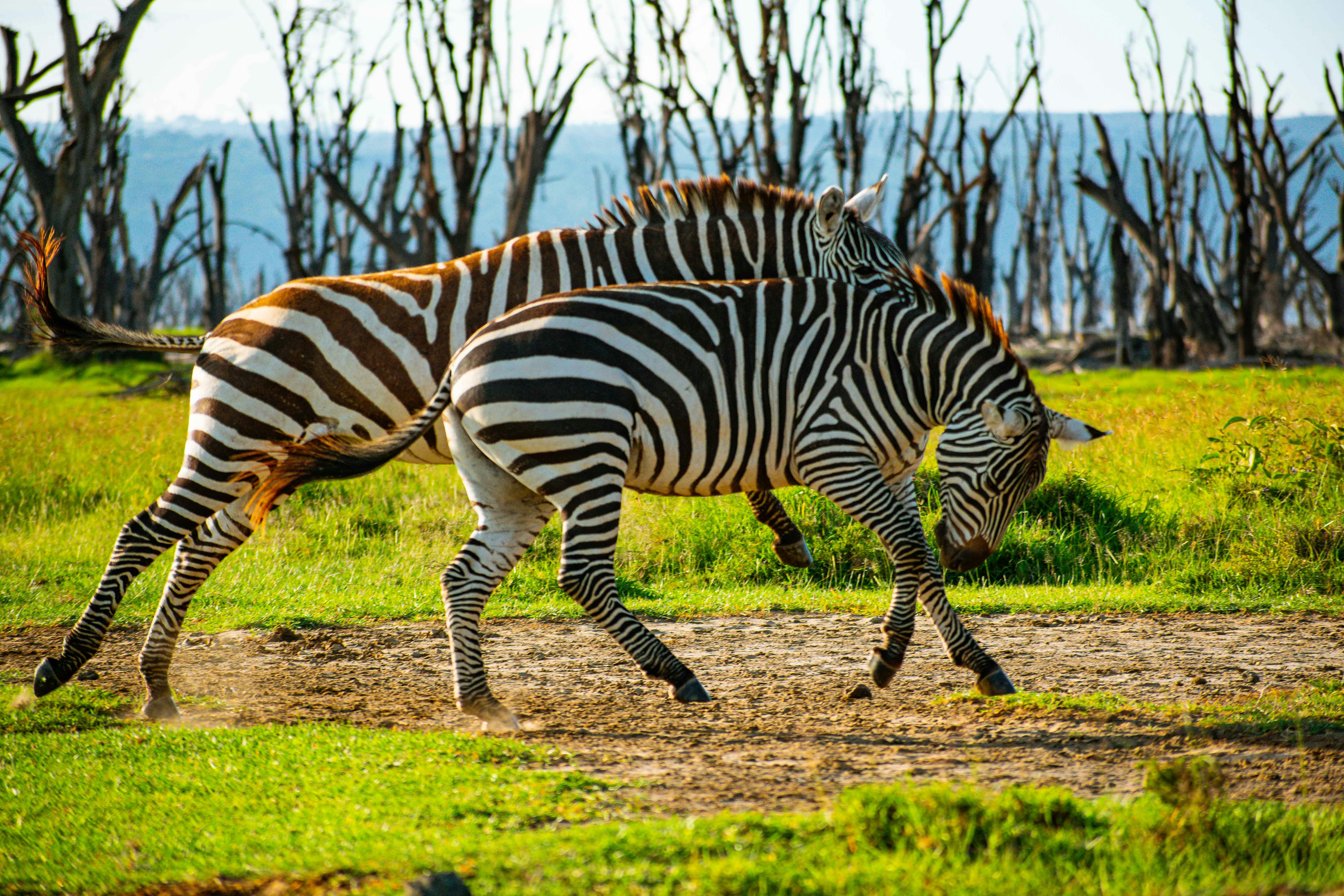 Tanzania safari — Serengeti, Ngorongoro Crater and Kilimanjaro — Esiankiki Tours