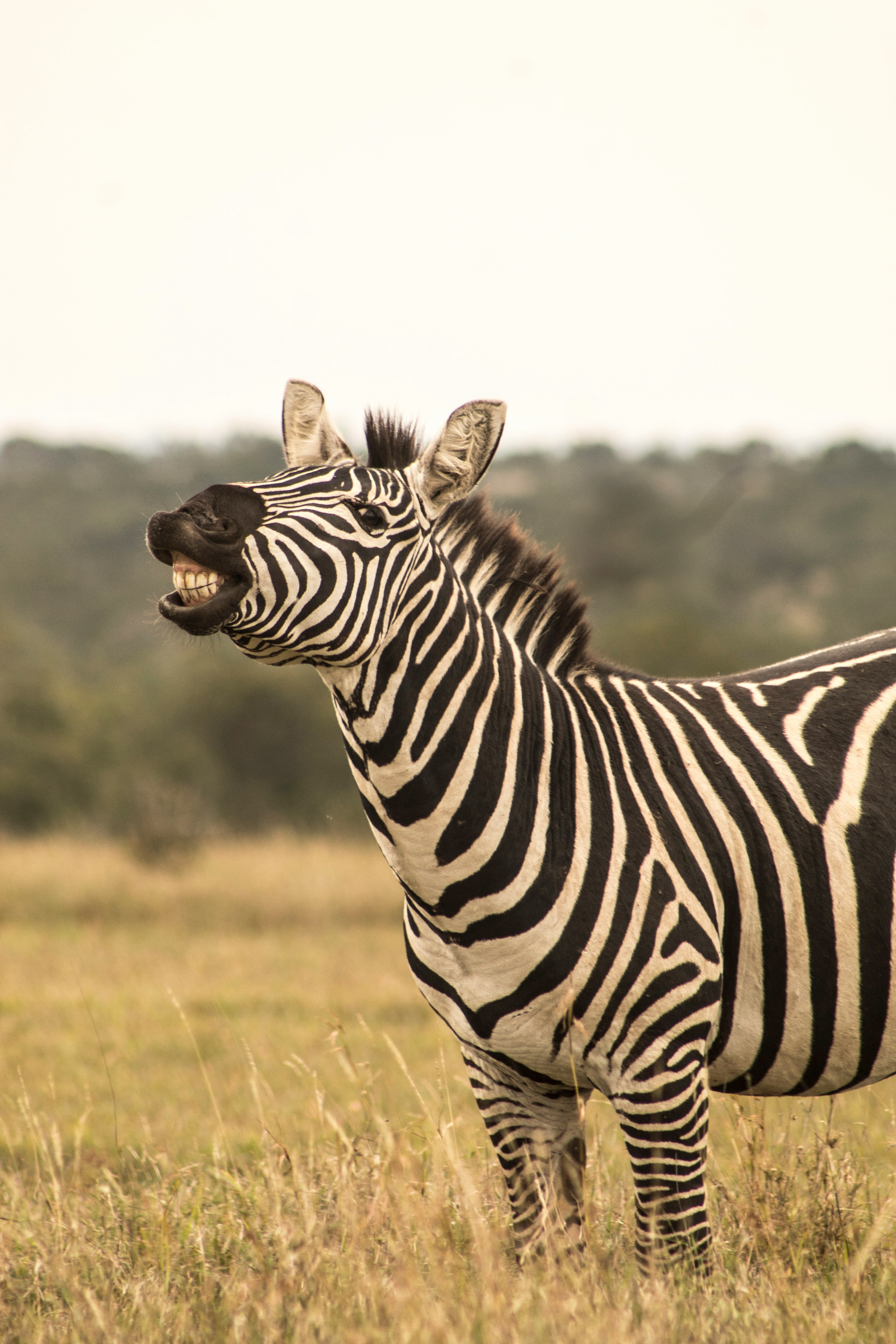 Samburu safari — The Special Five in Kenya's wild north — Esiankiki Tours