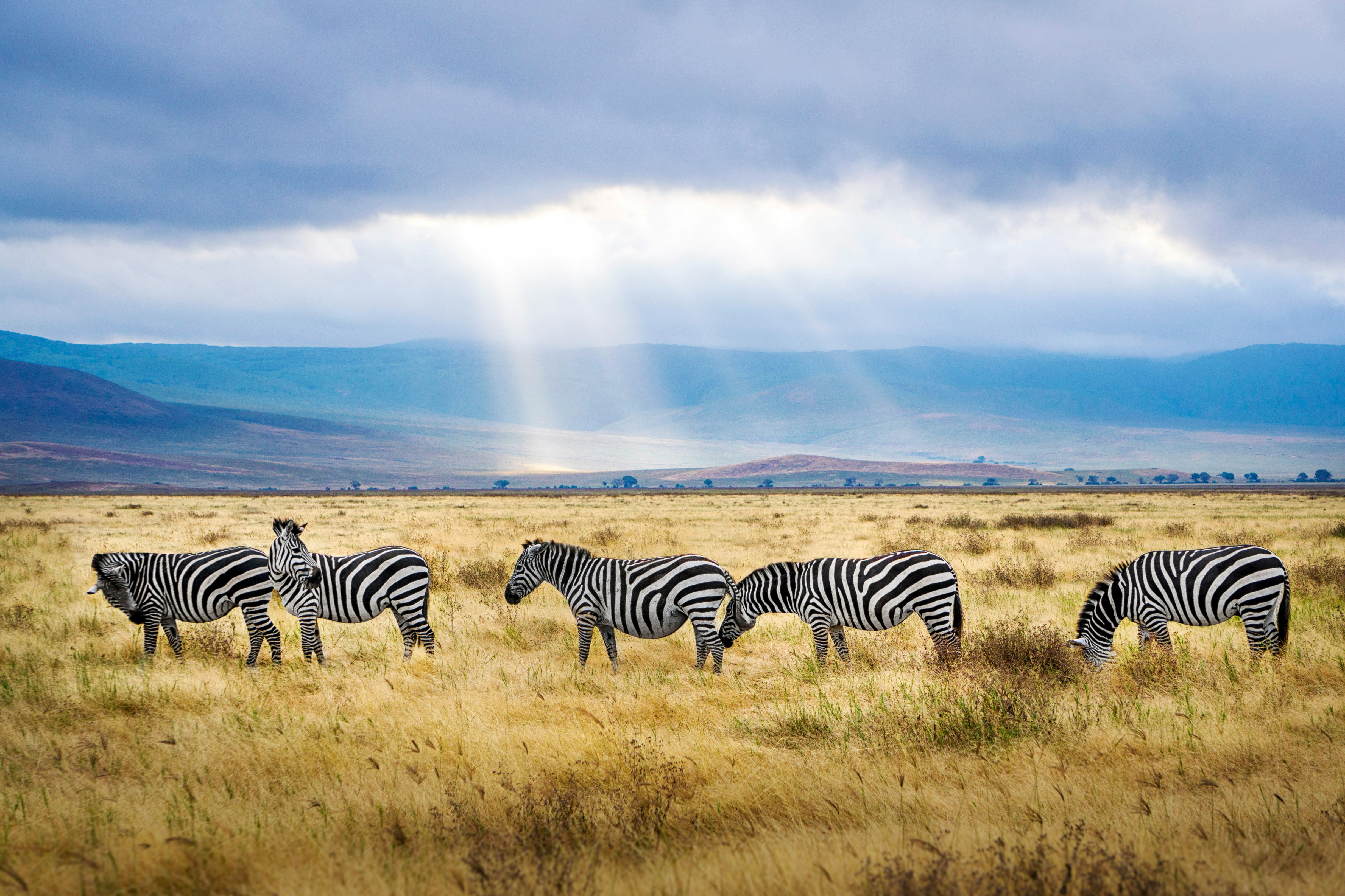 Tanzania safari — Serengeti, Ngorongoro Crater and Kilimanjaro — Esiankiki Tours