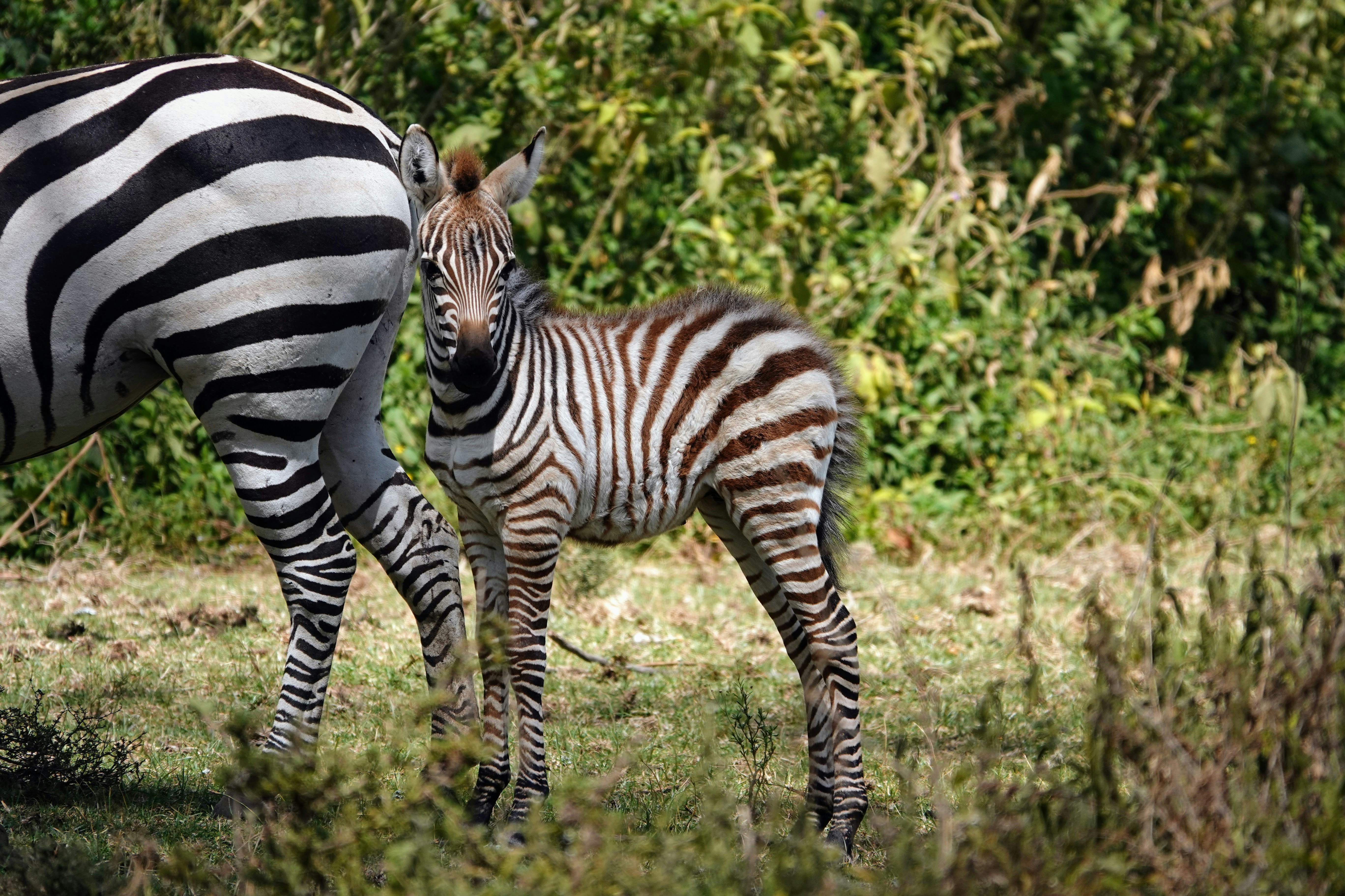 South Africa safari — Kruger, Cape Town and the Garden Route — Esiankiki Tours