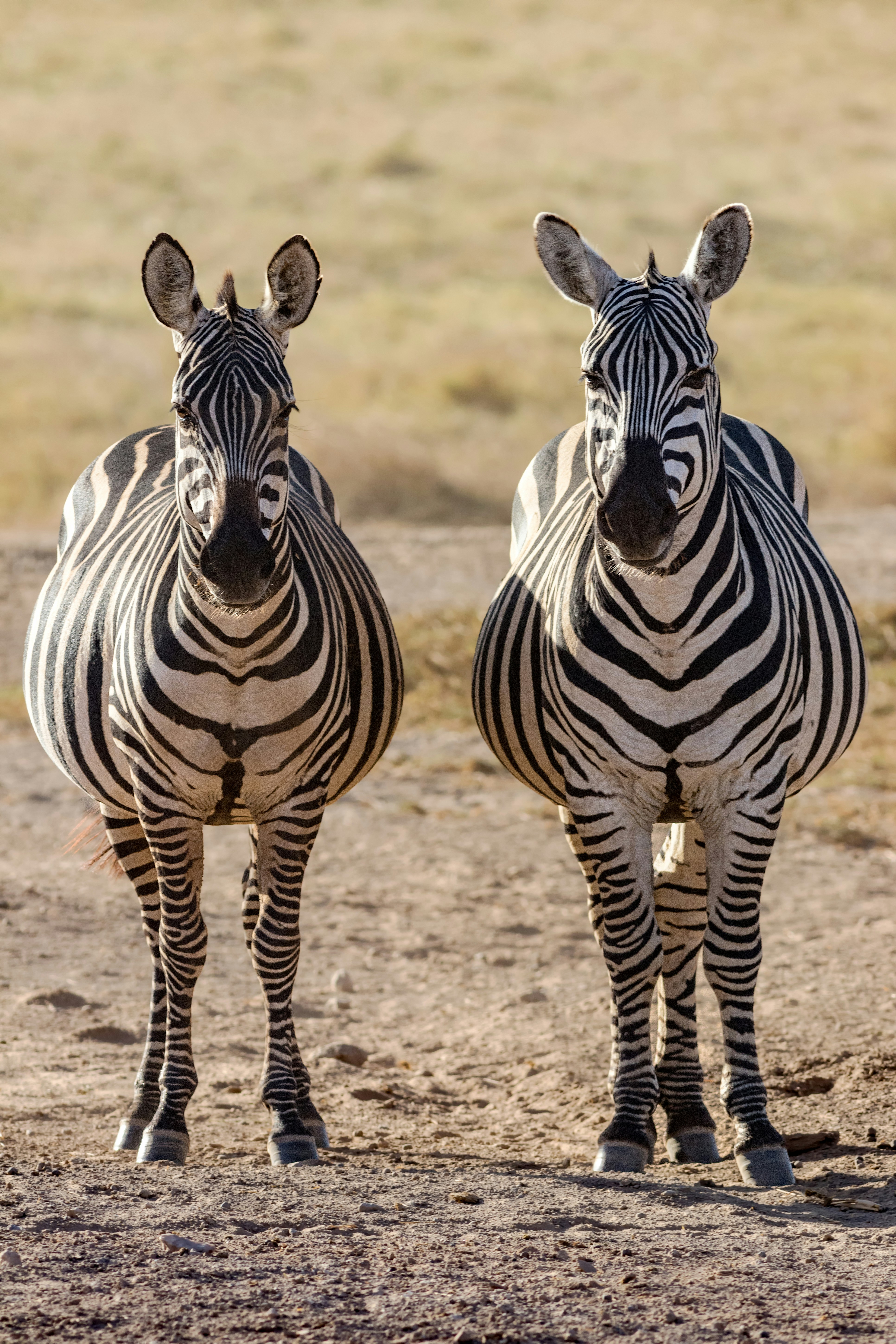 Zimbabwe safari — Victoria Falls, Hwange and canoe safaris on the Zambezi — Esiankiki Tours